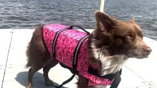 Doglay Dog Life Jacket, Dog Life Vest for Swimming Boating, Adjustable Puppy Life Jacket
