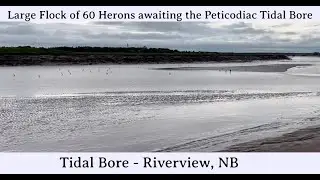 Huge flock of 60 Herons waiting for the Tidal Bore