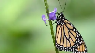 Florida city trying to save endangered monarch butterflies