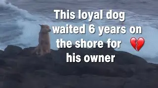 Обещание, из-за которого собака ждала шесть лет 🌊🐶 | #ПравдиваяИсторияСпасения #ЛюбовьКСобакам