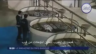 Noune Maroc Aquaculture : une visite au royaume des civelles