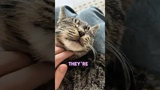 Анализ лучшей жизни кошки, который вам нужно знать #шорты #вирусныешорты