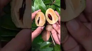 Sapota fruit 🤤#youtubeshorts #shorts #food #fruitscutting #trending #fruits #sapota #nature #chikku