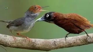 Masteran jahat‼️TEPUS KEPALA ABU GACOR VS PRENJAK KEPALA MERAH !!