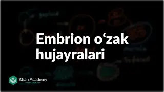 Embrion oʻzak hujayralari | Hujayra boʻlinishi | Biologiya