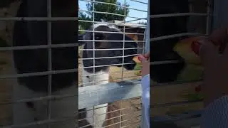 Cute Llama Eating Apple #cuteanimals #shorts #animallover