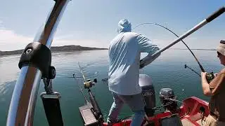 Fort Peck King Salmon 2025
