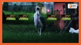 Citizen Planet | Conservationist raise alarm as marabou stork birds face extinction