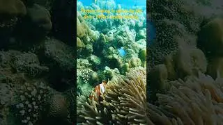 The Top 10 Most Fascinating Facts About Scuba Diving You Need to Know | Scuba diving 10facts #shorts