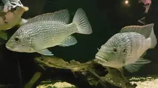 Oreochromis tanganicae
