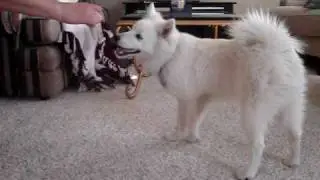 American Eskimo Koda Tricks and Training