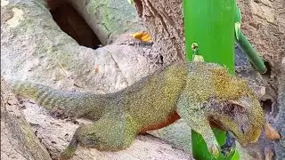 Amazing Bamboo Squirrel Trap Woring 100%