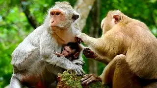 OLD PIGTAIL MONKEY CARA VISITING & GROOMING JADE | JINX ANGRY WITH MOM OVER  BREASTFEEDING