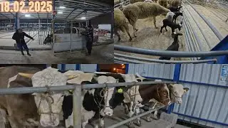 18.02.2025 GÖNEN/BALIKESİR Türkiye'nin EN UCUZ HAYVAN PAZARI / RENKLİ DANA DÜVE FİYATLARI
