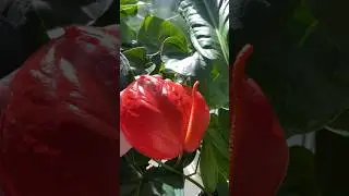 Антуриум Шерцера Кристин #plants #nature #растения #антуриум #растения #цветы