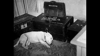 The Story of Patton's Dog Reveal Heartbreaking Story | Rare Historical Photos