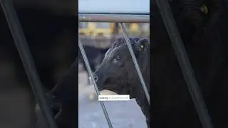 SUSTAINABLE FUTURE for Beef Cattle Starts with INNOVATION and Collaboration 🌎 🐂 🤝