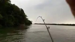 Pescaria Piau 3 pintas Porto Figueira PR 08/10/2017 Aristeu Matias Pereira