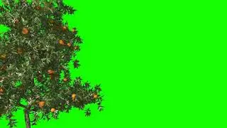 3d render orange tree in the wind  Green screen for keying | premium Videos Free