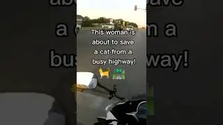 🏍Motorcyclist Saves Kitten Stuck On Busy Highway!🐈💕