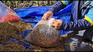 How to Plant Mushrooms | Easy Step-by-Step Process 🍄#mushrooms#easy#farmer#processforall