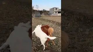She plays rough and tough. #puppy #doglife #cutedog #animals