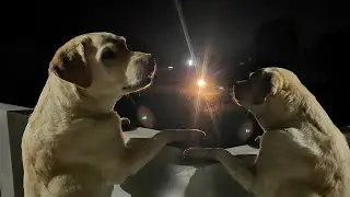 Dogs Protect My Village House || Labrador Dog Guarding House 