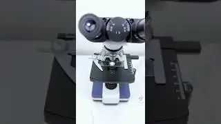 Rainwater under the microscope (from roof) #science #experiment