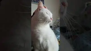 Cat enjoying being petted