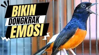Live Streaming 4 Februari 2026
