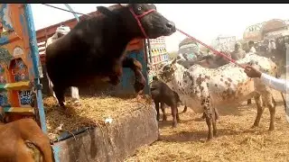 buffalo unloading|| stunt video|| 2022 new video||