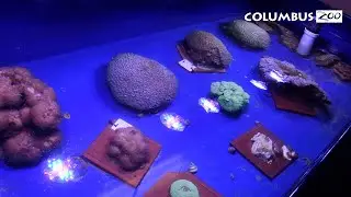 AZA - Florida Reef Tract Rescue Project