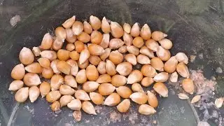 How to plant popcorn. How to grow popcorn.