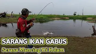 MENEMUKAN SARANG IKAN GABUS YANG KELAPARAN || CASTING GABUS FULL STRIKE