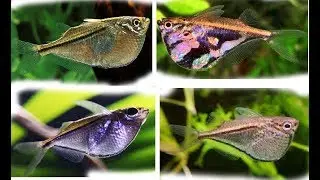 Beautiful Hatchetfish for Aquarium and Their Basic Info
