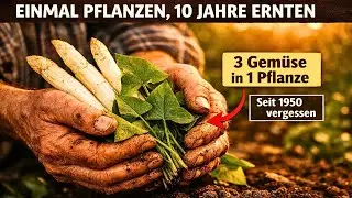 Einmal Pflanzen, 10 Jahre Ernten: Das Vergessene Gemüse Aus Omas Garten