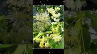Tilia genus flower #garden