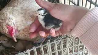 Yaa!!! Nacieron los pollitos de Galleta, los Galletitos, salió uno color vaca pingüino 🐧🤭