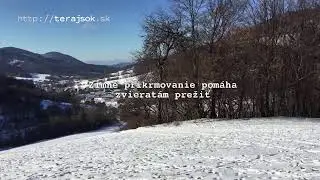 Prikrmovanie lesnej zveri