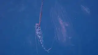 2020 12 05 in大瀬崎ユキフリソデウオ