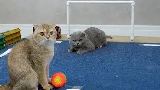 Funny Cats Playing Football | Cat Soccer DIY