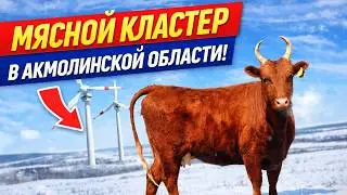 Самая большую откормплощадку и мясной центр планируют сделать в Акмолинской области