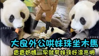 2月5日  大良哄妹珠坐小時候的木馬，香香奶媽夸妹珠好漂亮😊#panda #cutepanda  #熊貓妹珠