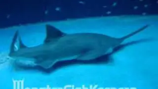 Taiwan Aquarium Saw Fish - Monsterfishkeepers.com