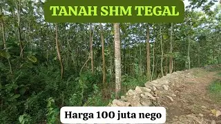 🔴TANAH SHM T .3000 M²± BONUS POHON JATI #jualtanah #tanahmurahgunungkidul 