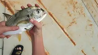 INSANE TOPWATER JACK FISHING
