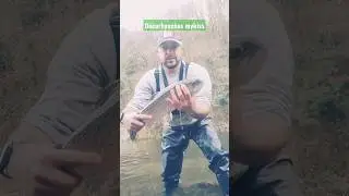 Oncorhynchus mykiss🌈🌈          Leitzaran🎣🎣
