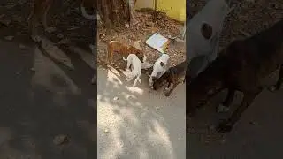 #streetdog #streedfood #dogs #aarav #aarav #aadvik #shortvideo