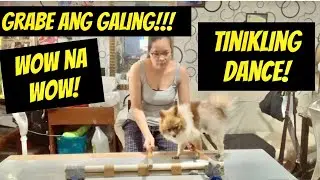 Dog dancing TINIKLING | Philippine National Dance | Max | Pomeranian