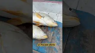 S&oacute; bruta no jumping jig! #fishing #pescaria